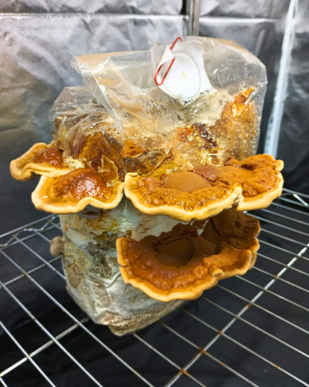 Mushbag Estéril 10 × 35 × 8 cm con Filtro Micropore.