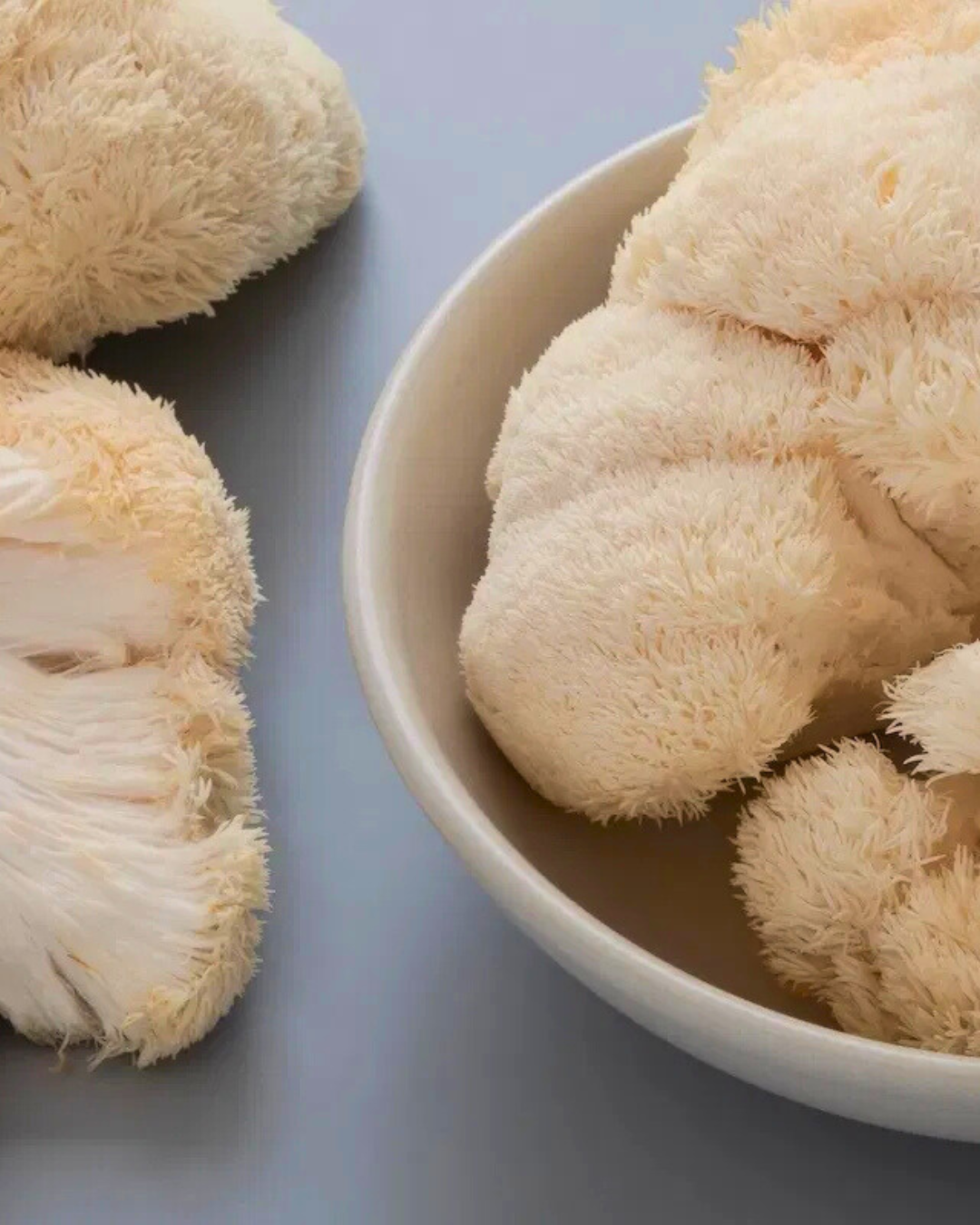 Vial de Esporas 10 ml – Melena de León (Hericium Erinaceus).