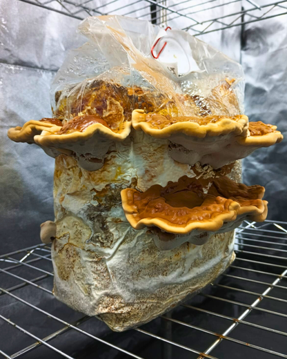 Mushbag Estéril 20 × 50 × 12 cm con Filtro Micropore.